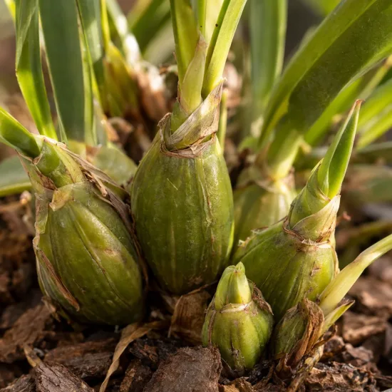 Orchidée 'Sweet senorita' (Miltassia estrelita) — pseudobulbes verts avec jeunes pousses sur écorces