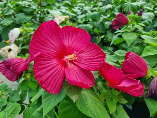 Hibiscus des marais 'Geant red'