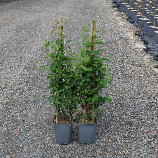 Chèvrefeuille 'Halliana'