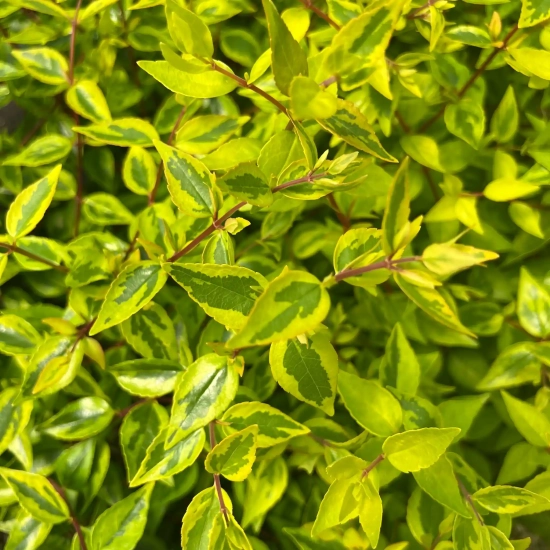 Abélia 'Kaleidoscope'