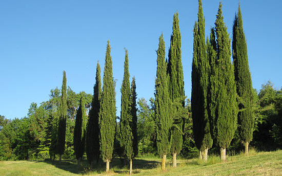 Cyprès de lawson 'Columnaris'