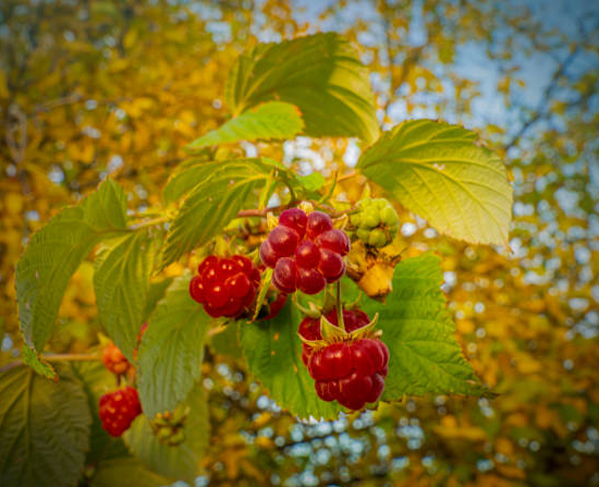 Framboisier 'Autumn'