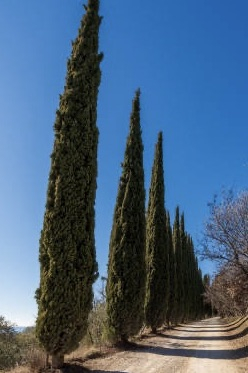 Cyprès d'italie 'Garda'