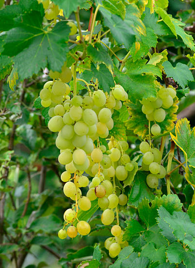 Vigne 'Perdin'