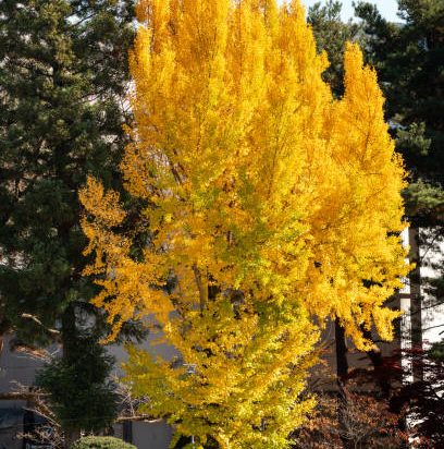 Arbre aux quarante écus 'Fastigiata blagon'