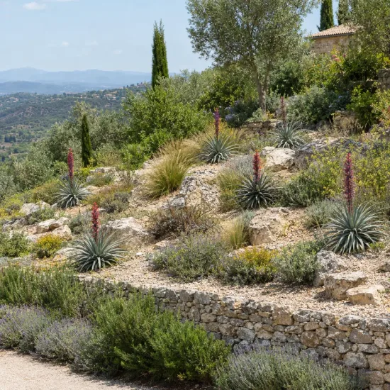 Puya violet 'Violacea' (Puya coerula) — massif sec en pente avec touffes graphiques fleuries · Photo d'illustration
