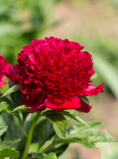 Pivoine 'Curiosity rouge'