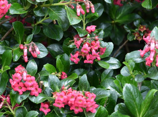 Escallonia 'Cardinalis'