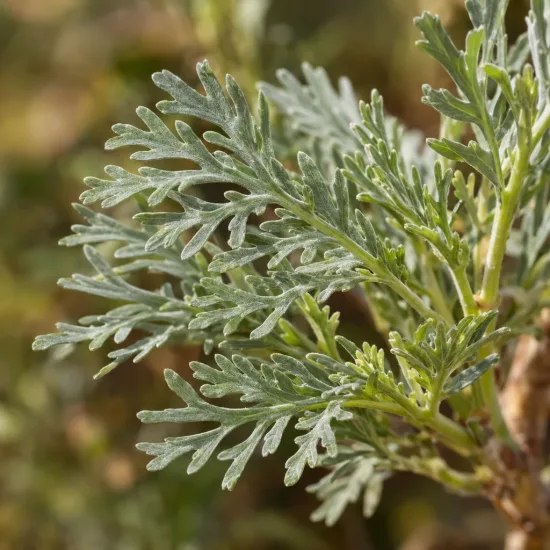 Marguerite des savanes (Euryops pectinatus) — gros plan sur feuillage finement découpé · Photo d'illustration