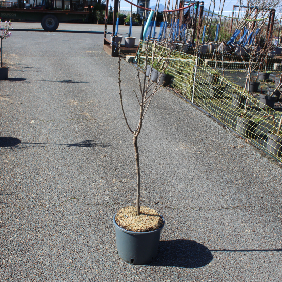 Cerisier 'Griotella'