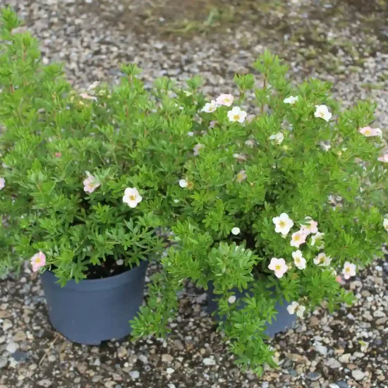 Potentille 'Lovely pink' (Potentilla fruticosa) — Pot 3L, photo 5