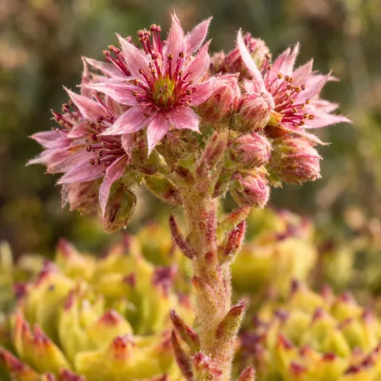 Joubarbe lemon waves 'Chick charms lemon waves' (Sempervivum) — tige florale avec fleurs étoilées roses en gros plan · Photo d'illustration