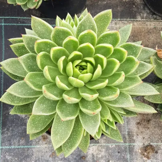 Echeveria 'Gilva' — rosette de succulente verte vue de dessus · Pot 2.5L