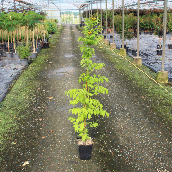 Bignone de virginie 'Yellow trumpet'
