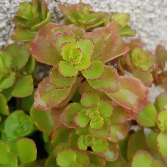 Orpin/sedum bâtard