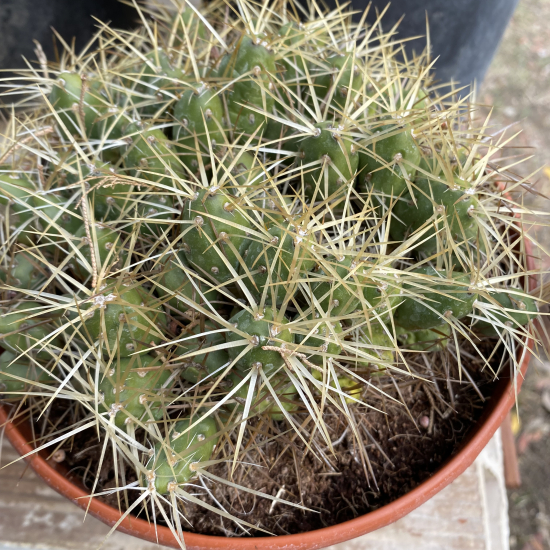 Tephrocactus  platyacanthus