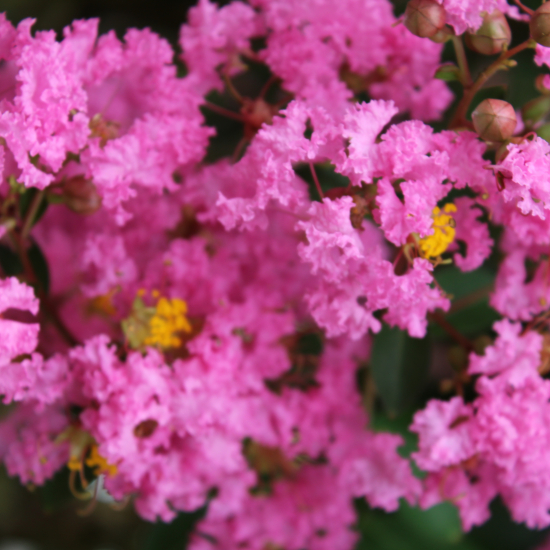 Lilas des indes 'Jacqueline desmartis'