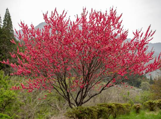 Parrotie de perse 'Vanessa'