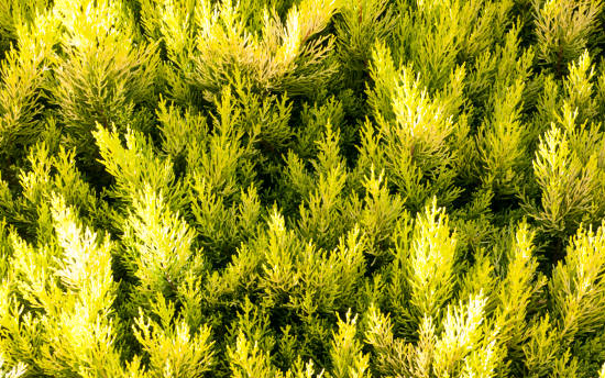 Cyprès de lawson 'Alumigold'