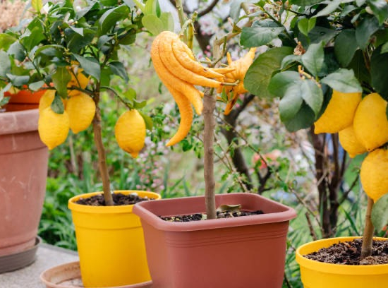 Citron Main de Bouddha