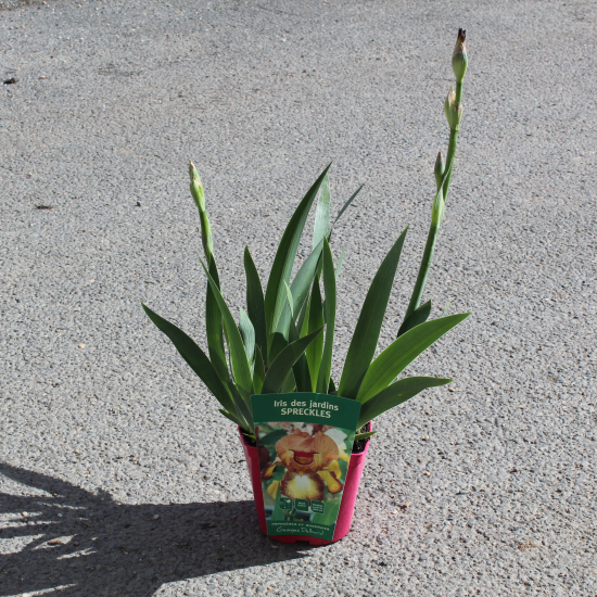 Iris d'allemagne 'Spreckles jaune'