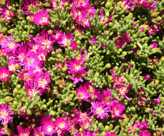 Drosanthème florifère