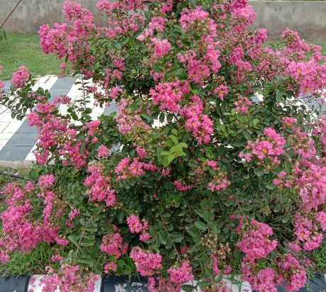 Lilas des indes 'Petite pink'