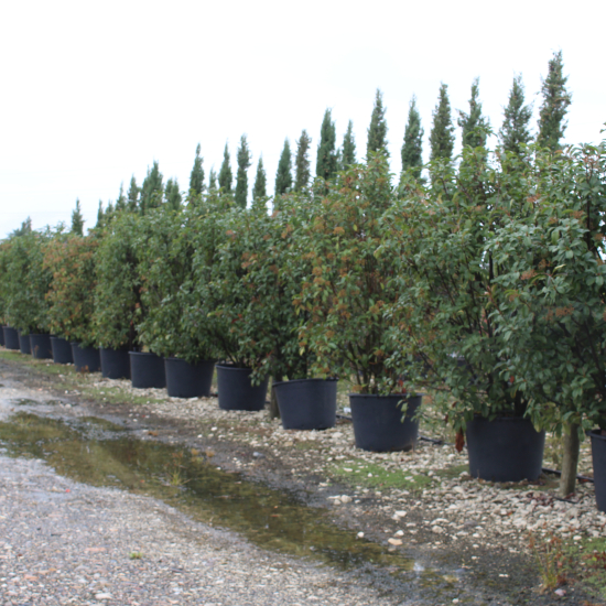 Photinia 'Red robin'