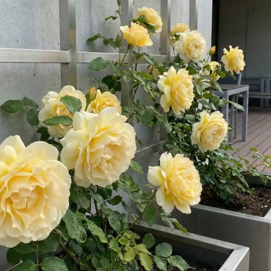 Rosier 'Cyrano de bergerac '