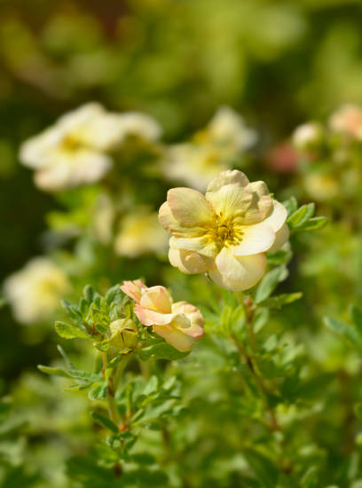 Potentille 'Double punch cream'