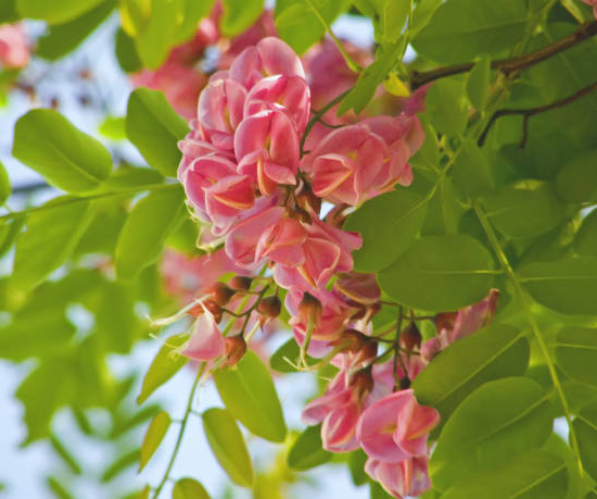 Robinier faux-acacia 'Georgia da torino'
