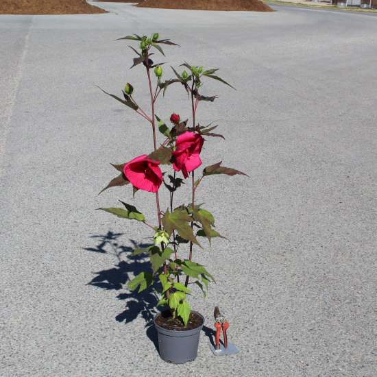 Hibiscus des marais 'Planet griotte'