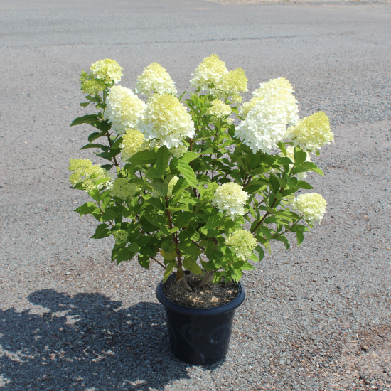 Hortensia paniculé 'Little lime'