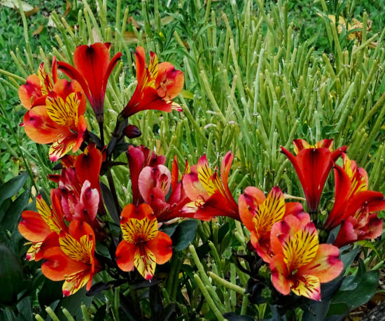 Alstroemeria 'Summer heat'