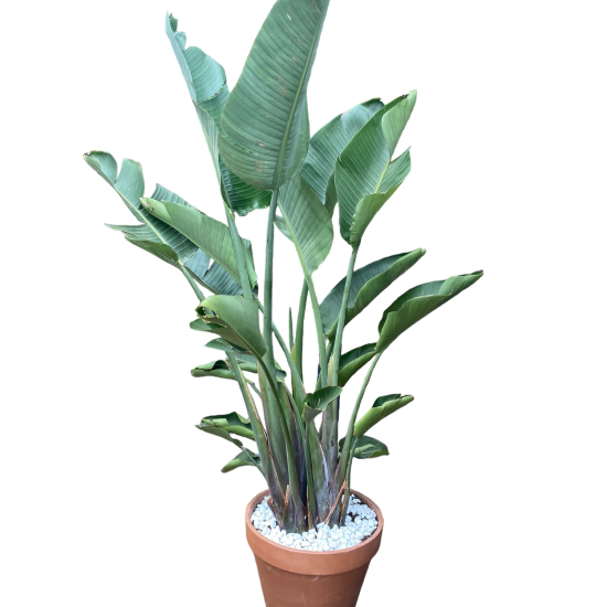 Strelitzia augusta