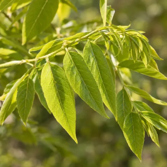 Glycine du japon 'Issai' (Wisteria floribunda) — gros plan sur feuilles composées vertes · Photo d'illustration
