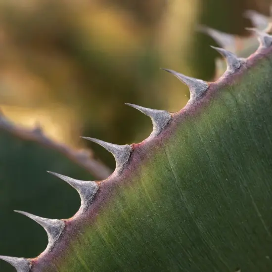 Agave (Agave kerchovei) — gros plan sur épines le long d'une feuille