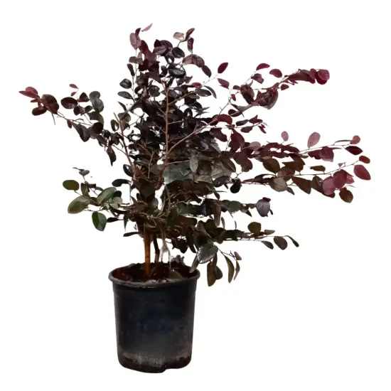 Loropétale de chine 'Black pearl' (Loropetalum chinense) — arbuste au feuillage pourpre dans un pot noir · Pot 3L