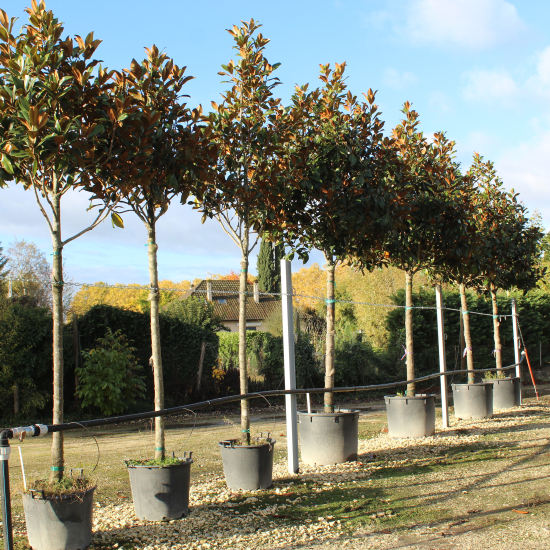 Magnolia de la galissonnière 'Galissoniere'
