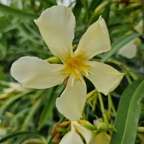 Laurier rose 'Marie Gambetta'