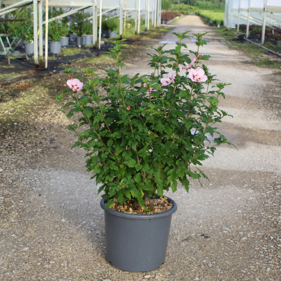 Althéa 'Hamabo rose tendre'