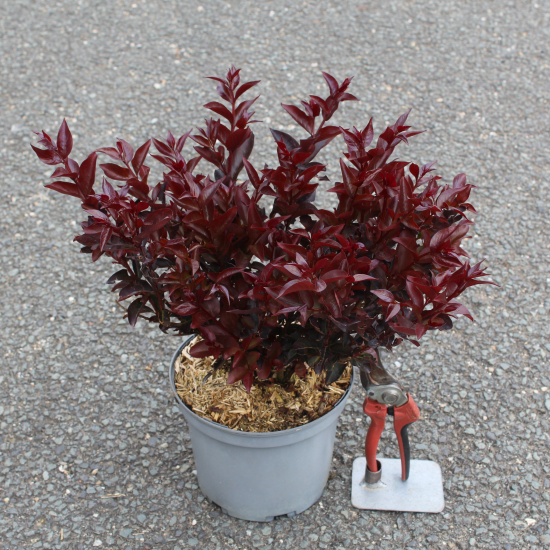 Lilas des indes 'Dynamite'