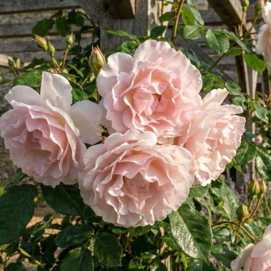 Rosier 'Sourire d'orchidée '