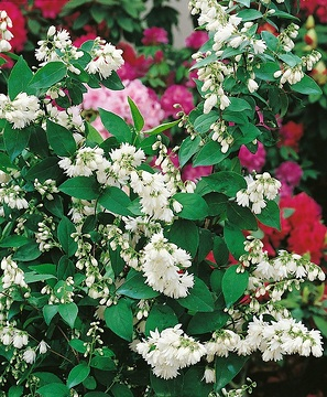 Deutzie 'Pride of rochester'