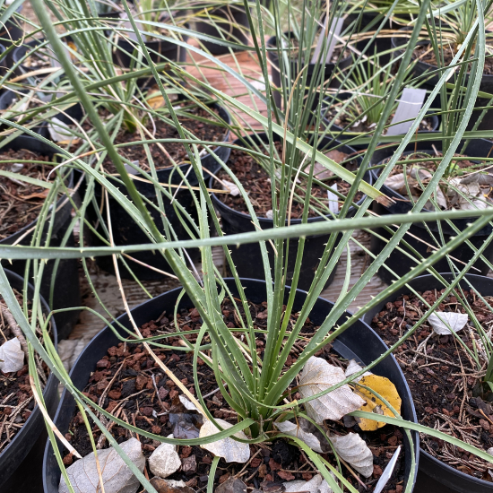 Dasylirion  miquihuanensis