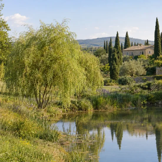 Saule de napoléon 'Crispa' (Salix matsudana) — grand arbre retombant au bord d'un étang · Photo d'illustration