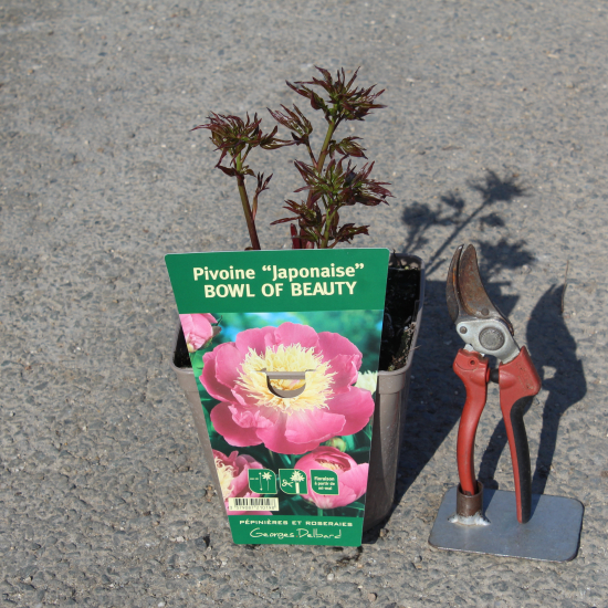 Pivoine 'Bowl of beauty rose'