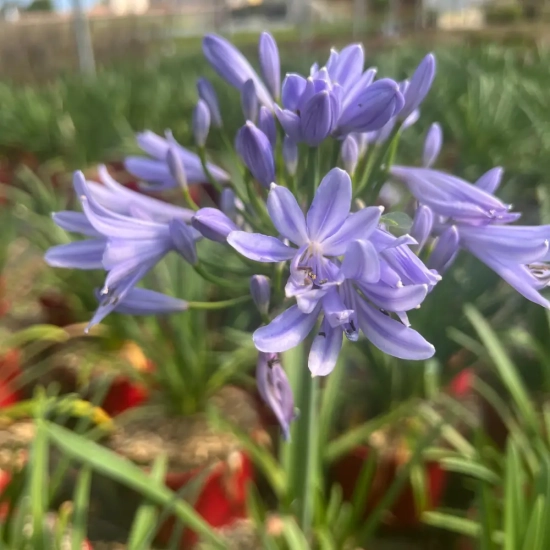 Agapanthe 'Pitchoune' ® Bleu