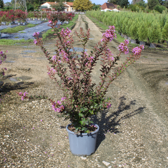 Lilas des indes 'Souvenir d'hubert puard'