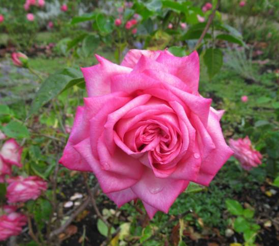 Rosier 'Reflet de saint malo '